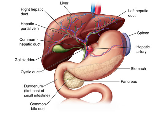 Ultrasound of Abdomen and Pelvis